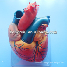 Vivid Budget Jumbo Anatomical Heart Model,anatomical human parts